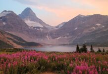 Backpacker Survives Face-to-Face Grizzly Encounter at Mount Assiniboinee