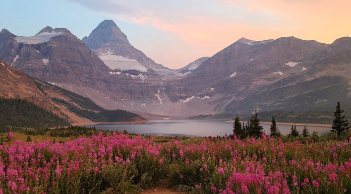 Backpacker Survives Face-to-Face Grizzly Encounter at Mount Assiniboinee